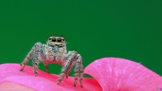 �ʻ��ϵ�����