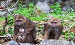 ���ڻ�ɽ�Ķ�β�����Щ��