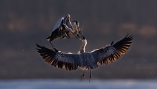 ���з���