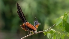 ����ͷ��