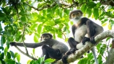 ���Ȱ���Ҷ�����������ͷ