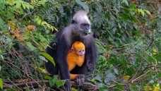 ĸ������