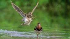 ����һ��