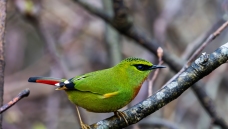 ��β����