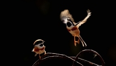 ��ͷ��βɽȸ