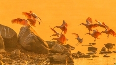 ��������