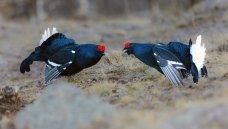 ����һ���ټ�