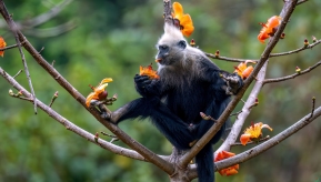 ����İ�ͷҶ��