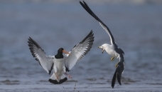 �������βŸ:�������