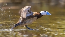 ����ͷӲβѼ��