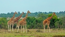 ���ǳ���¹