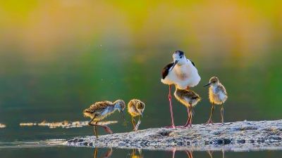 �ڳ᳤���֡���ɫ��ͯ��ʱ��
