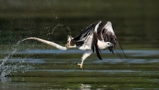 ����չ�ᣡ