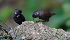 Ū������