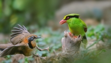 ��� vs ��ţ  ��ף���ٻ����������