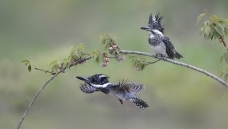 �ǹ�������