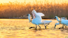 Ϊ��һ����