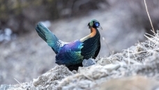 ����������