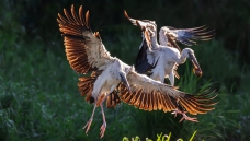 ǯ����