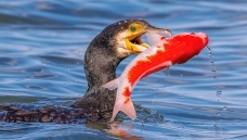 �������ˮ