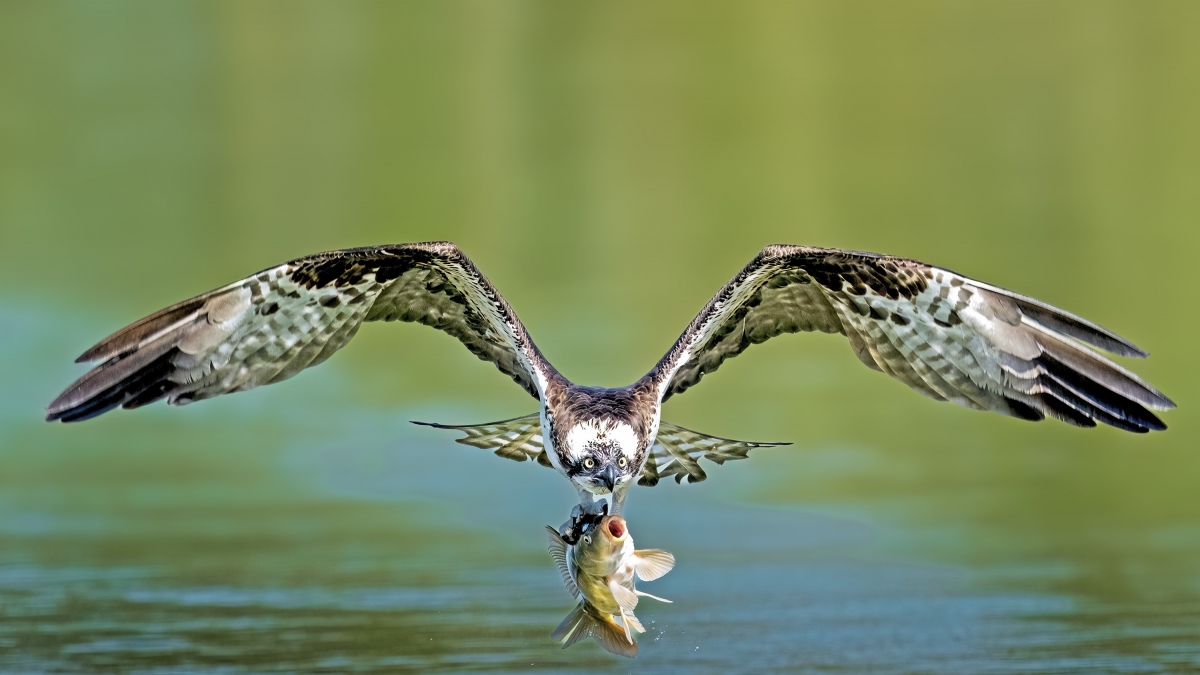 ץ������