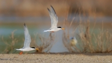 �к���ͬ,ǧ�����----�׶���Ÿ