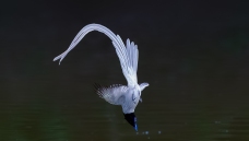�ٴ�