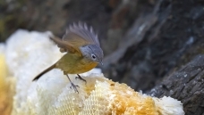 ���۵�����