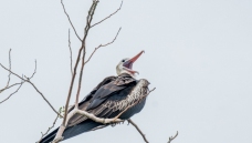 �׸�������