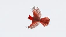 ������ȸ