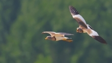 ׷��ף����ʦ��Ʒ�ٻ���Ӱʦ��������