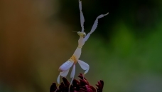 �������¡��ػ�΢�ྫ����