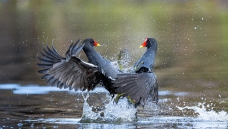 �������