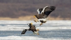 ��ѹ������ͷ����