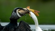 ������ʳ