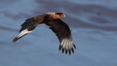 ��ͷ����