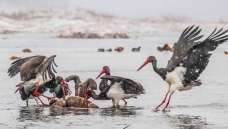 �Ҹ���ѩ�졣����������