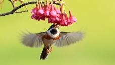 ��ӣ���µĺ�ͷ��βɽȸ