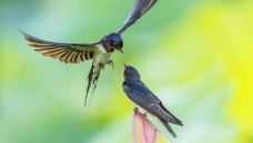Ŀ�����������Ļ��� ͫ�ײ���δ��������