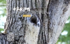 中華秋沙鴨——祝賀長春小馬拍攝的素材被央