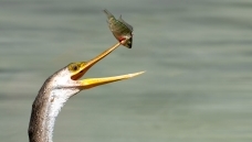 һ������