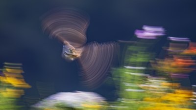 �����ɡ������Ƹ�С�^