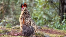 �Ƹ����� 6