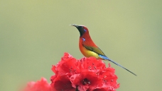 ��������-�������