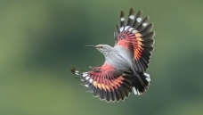 �������ȸ�����ұں�Ӱ������