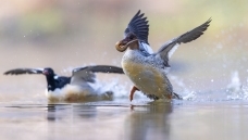 ��ʳ  ��ף���ٻ���Ӱʦ������