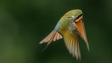 ��ʳ