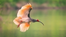 ϼ�����岨