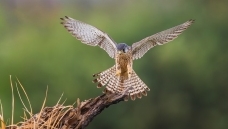 ����Ŀ��