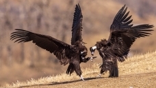 ������ս